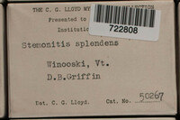 Stemonitis splendens image